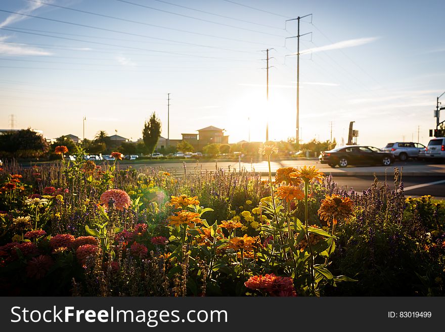 Yellow and Pink Flowers during Sunrise