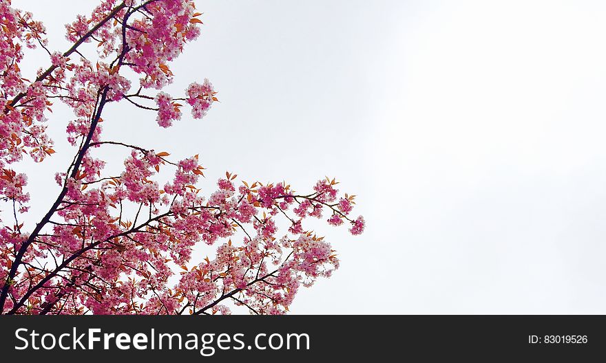 Cherry Blossom Tree