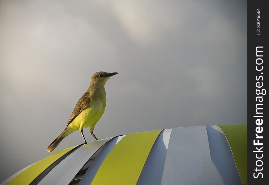 A yellow brown bird perched on a colorful tent. A yellow brown bird perched on a colorful tent.
