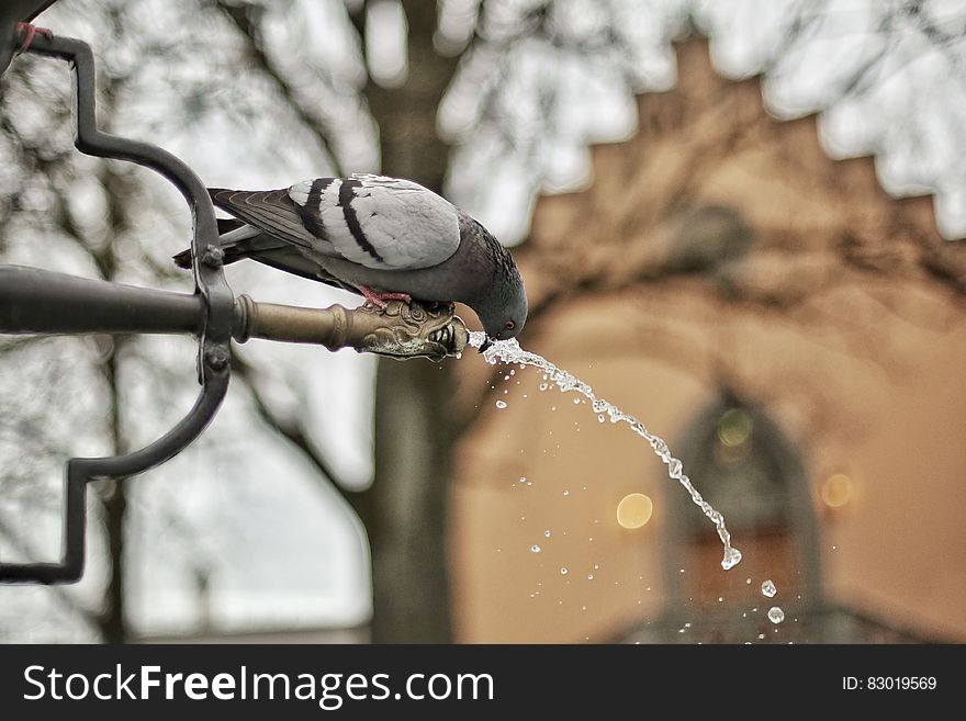 A Close Up Photograph of a Grey and Black Bird Drinking a Water