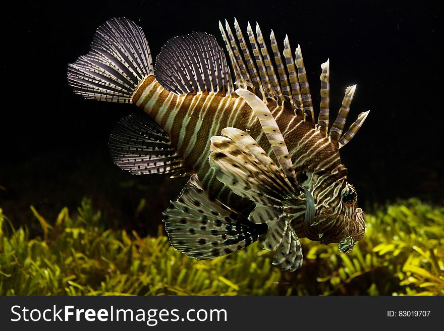 Lionfish underwater in aquarium tank with sea vegetation. Lionfish underwater in aquarium tank with sea vegetation.