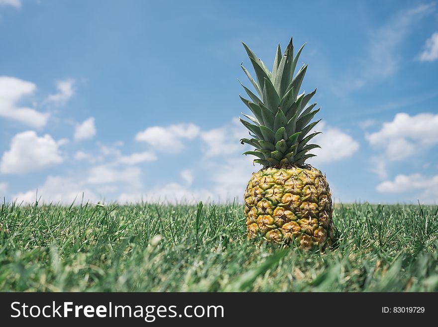 Close up of fresh pineapple in green field against blue skies on sunny day.