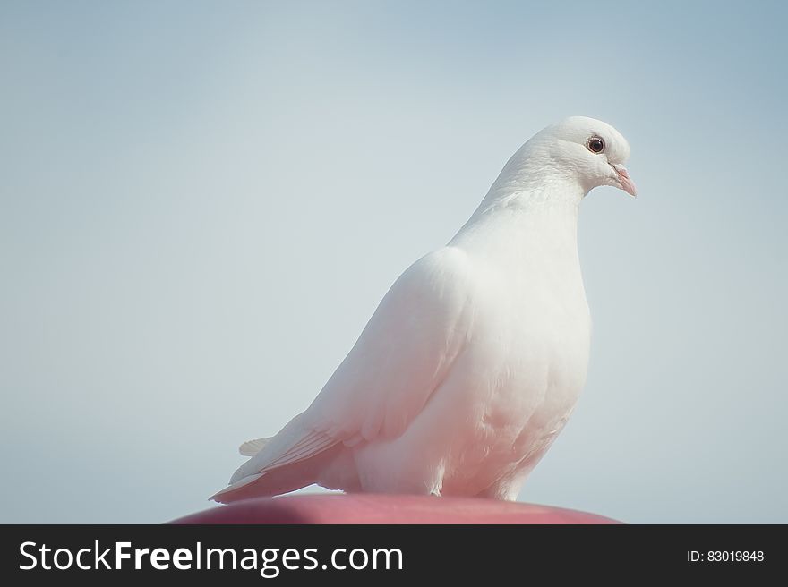 White Dove on Brown Surface Under Blue Sky