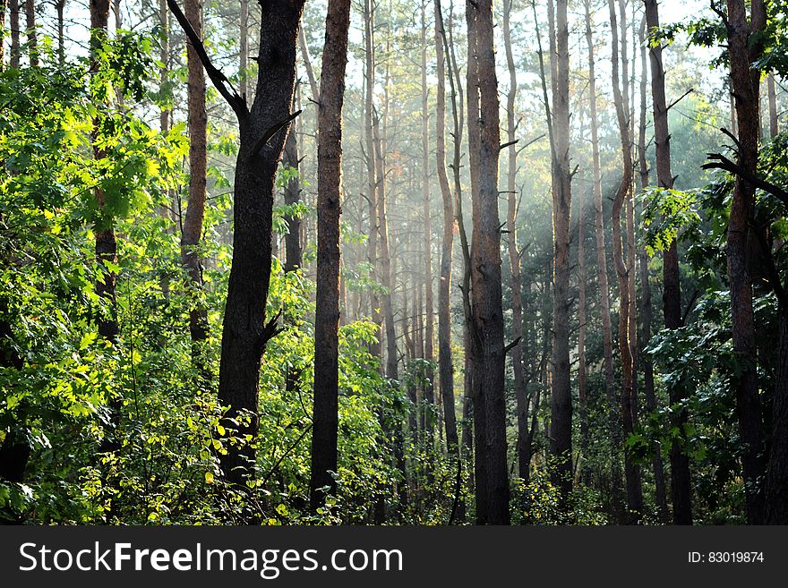 Sunbeams through trees in green forest. Sunbeams through trees in green forest.