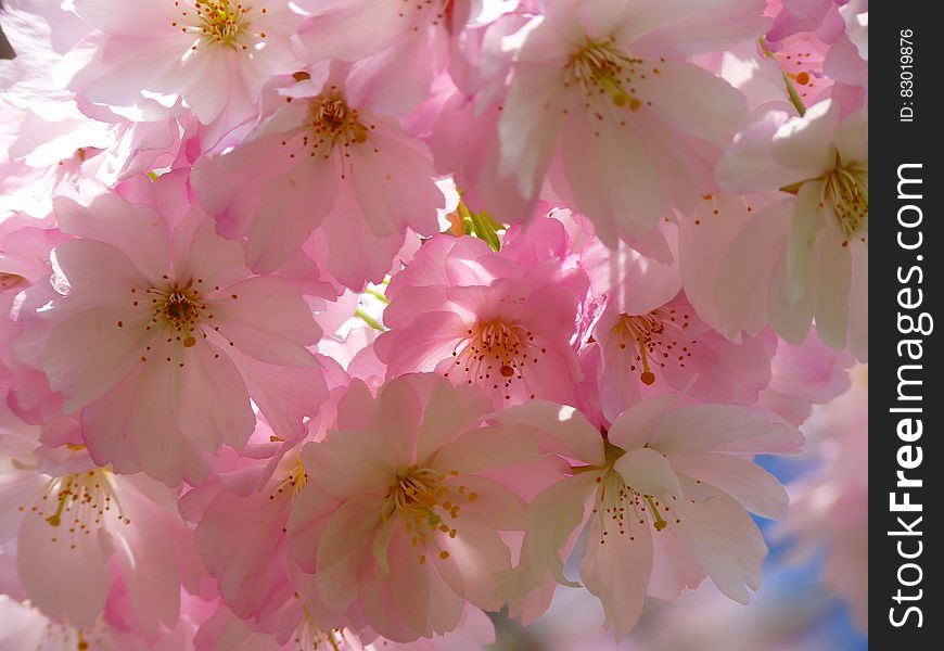 White And Pink Flowers