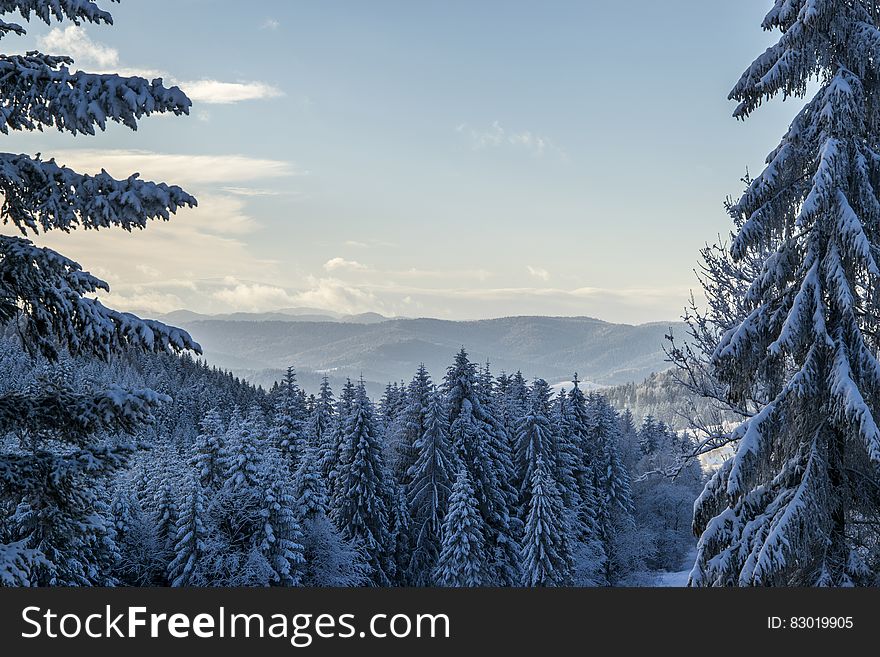 Green Pine Trees