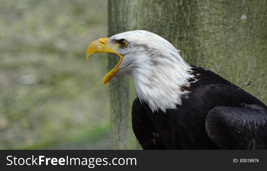 Side View Shot of Black and White Eagle