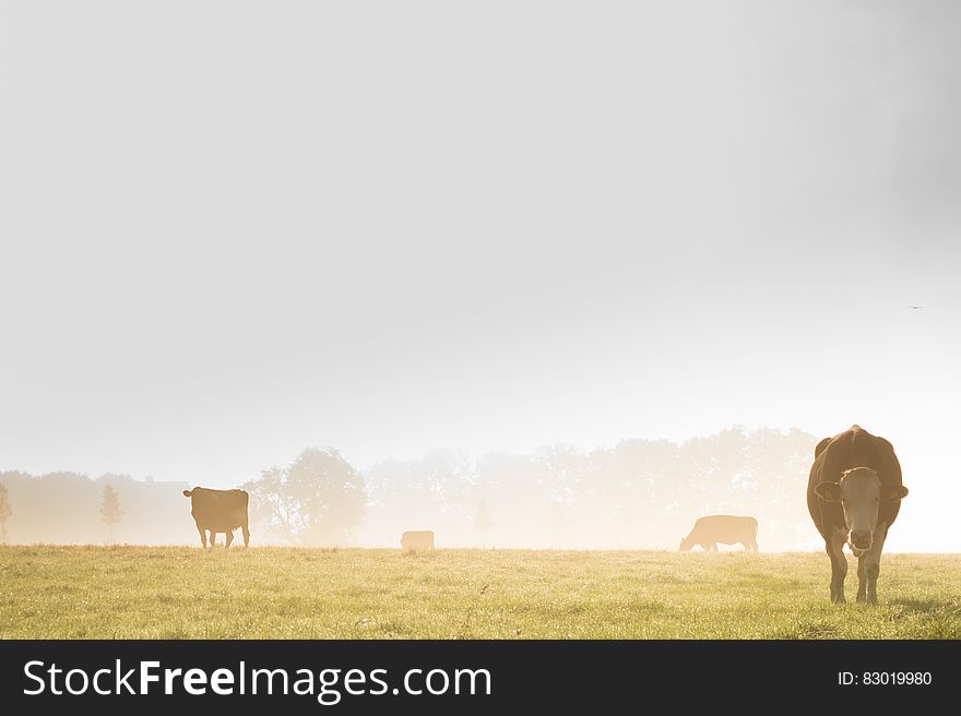 Cows grazing in country field with mist. Cows grazing in country field with mist.