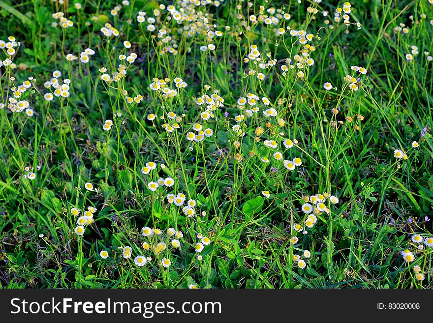 Green And White Petaled Flower