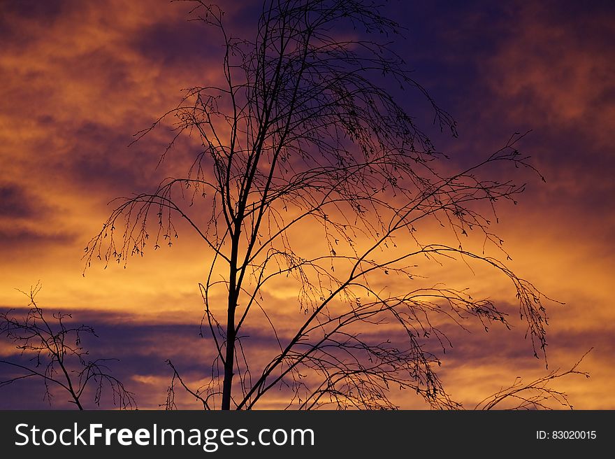 Branches of bare tree silhouetted against orange skies at sunset. Branches of bare tree silhouetted against orange skies at sunset.