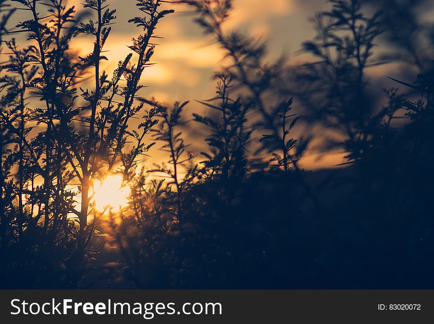 Silhouette of Plant during Sunset