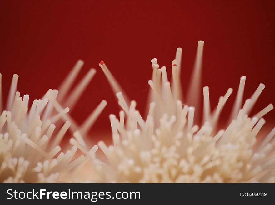 Abstract textures of white fibers on red. Abstract textures of white fibers on red.