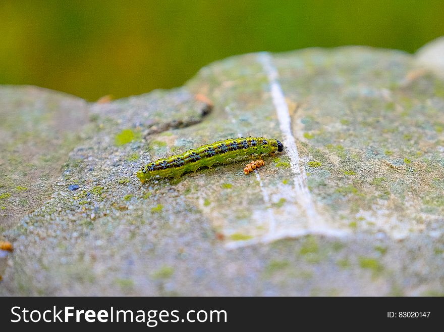 Close up of green caterpillar on rock.