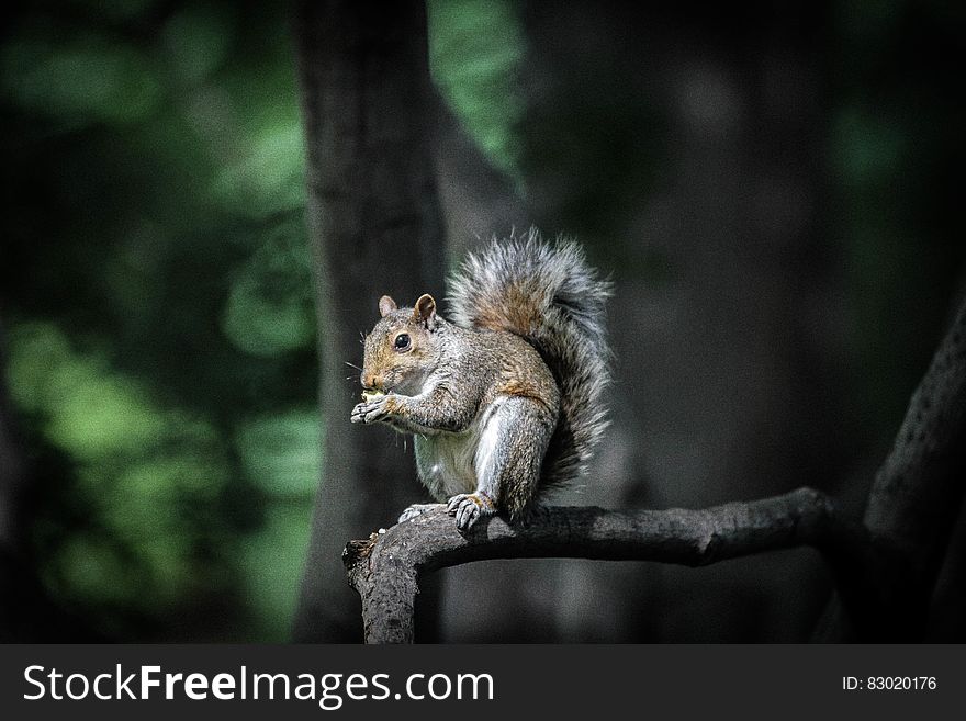 Brown and Black Squirrel Standing on Tree Branch during Daytime