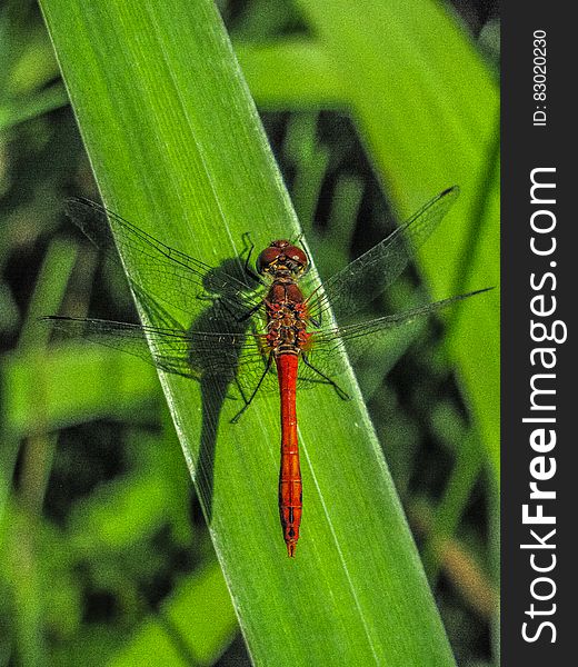 A dragonfly resting on a blade of grass. A dragonfly resting on a blade of grass.