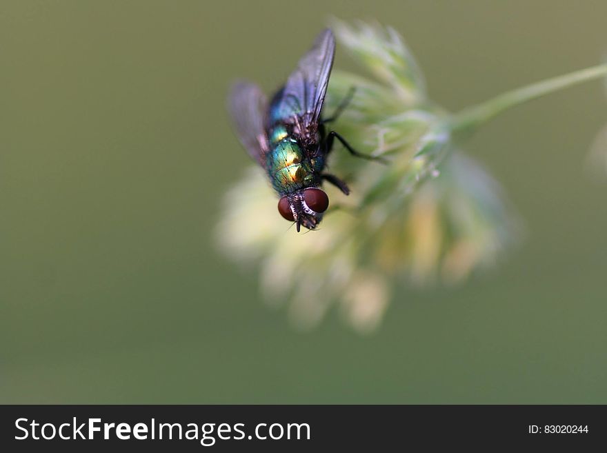 Black Red and Green Fly on White Flower Shallow Focus Photography