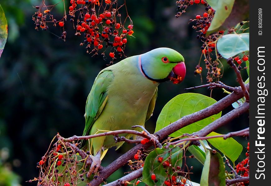 A parrot on a branch eating red berries. A parrot on a branch eating red berries.