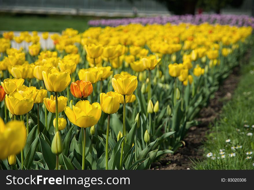 Yellow Petal Flower Field Near Green Grass Field