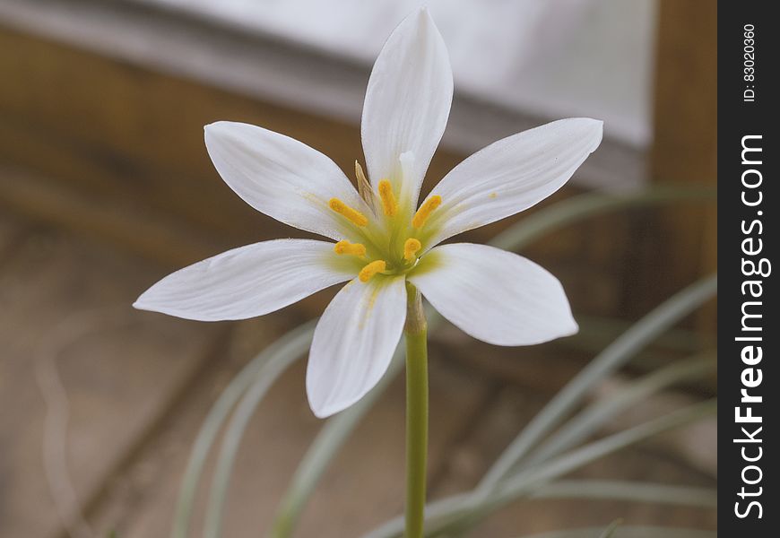 A close up shot of a single white flower.