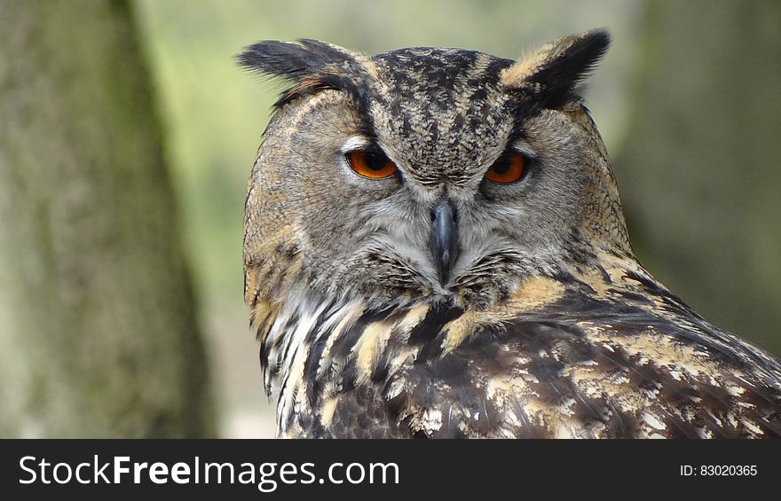 Close Up Photography of Black Grey Owl
