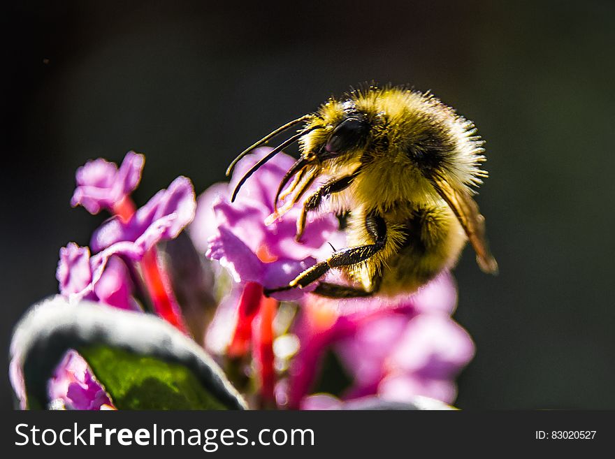 Macro view of bumblebee on colorful flower. Macro view of bumblebee on colorful flower.