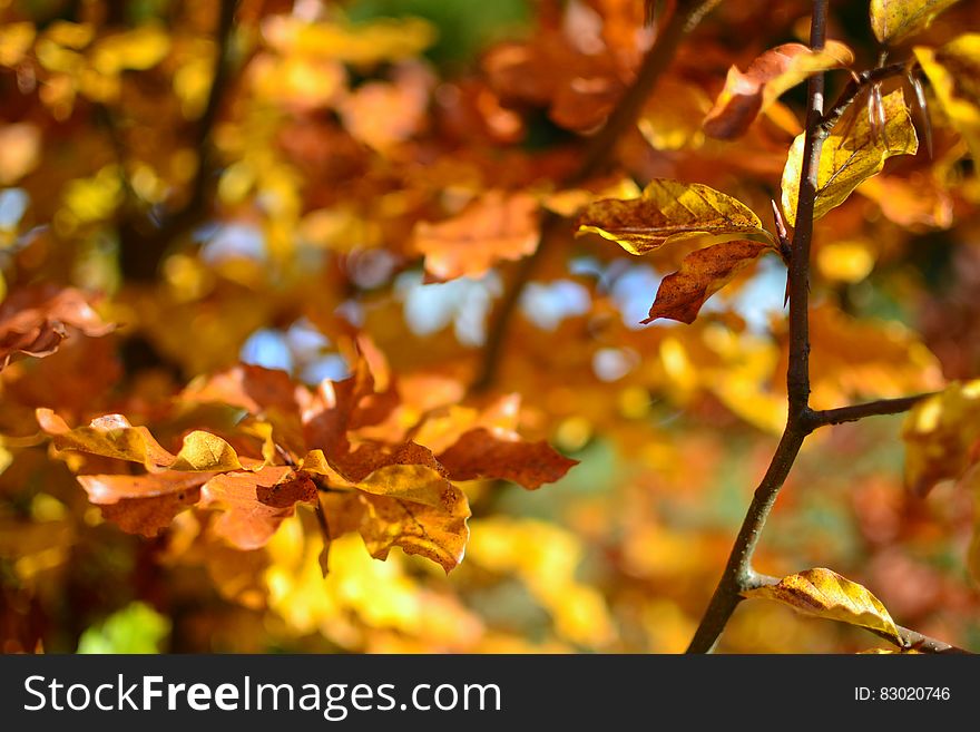 Brown Leaves During Daytime