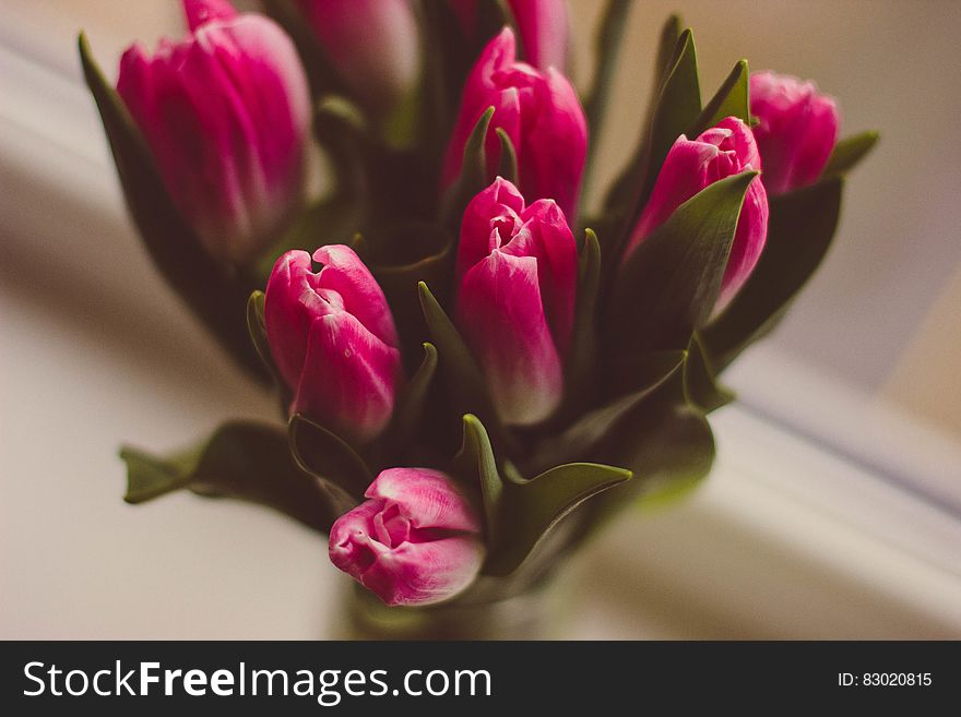 Vase Of Pink Tulips