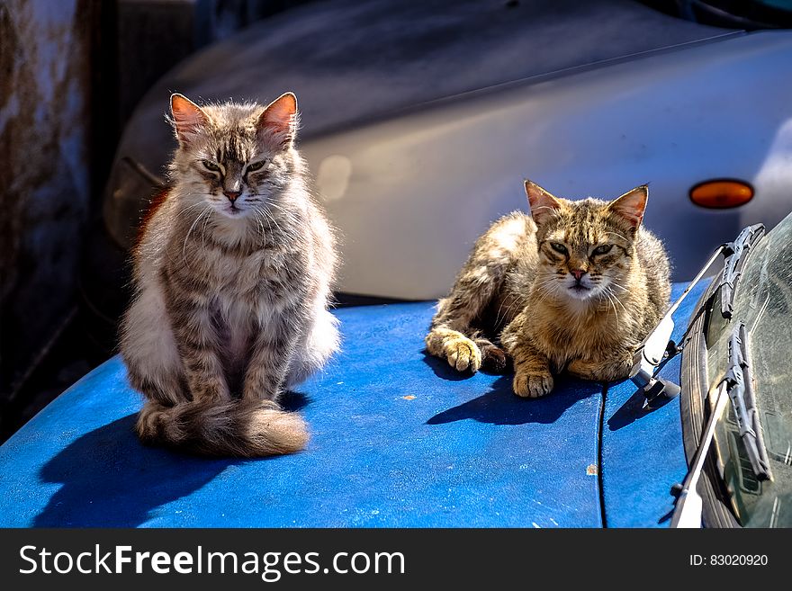 Tortoiseshell Cat With Brown Maine Coon Cat