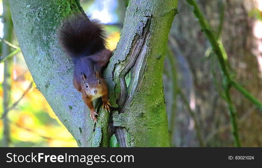 Brown Squirrel in Green Tree Trunk