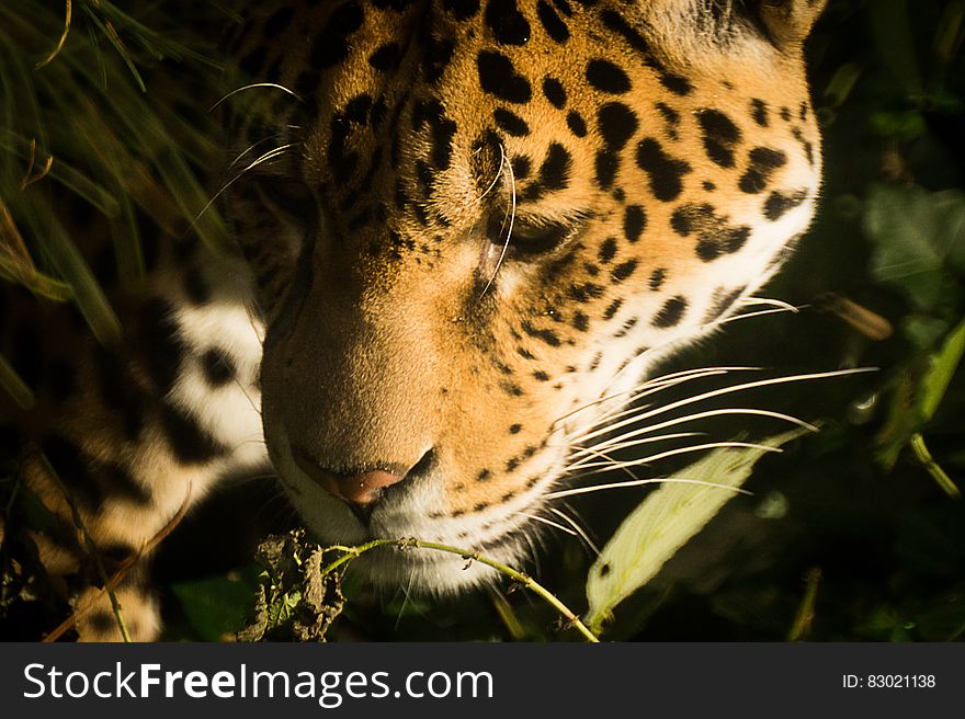 A close up of a jaguar in the forest. A close up of a jaguar in the forest.