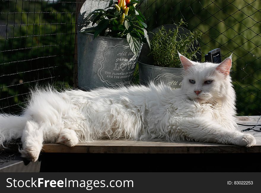 White Long Fur Cat