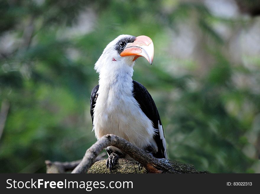 White and Black Toucan Bird Perched on Tree Branch