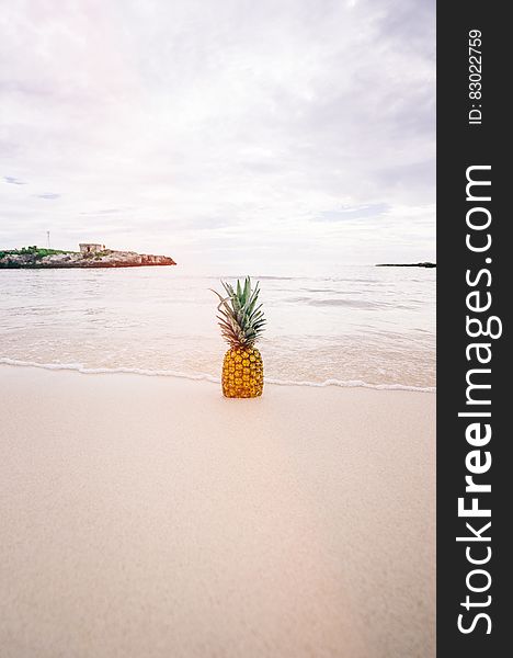 Pineapple Fruit on Seashore during Daytime