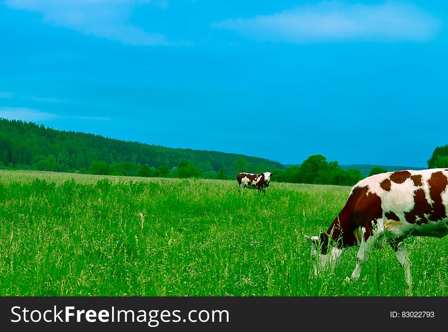 Cows Grazing On Field Against Sky