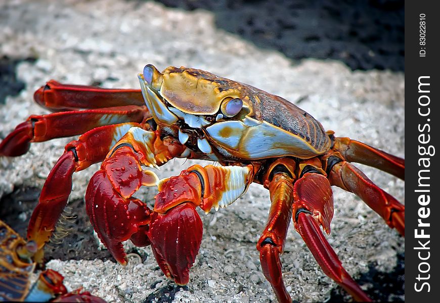 Red White and Brown Crab