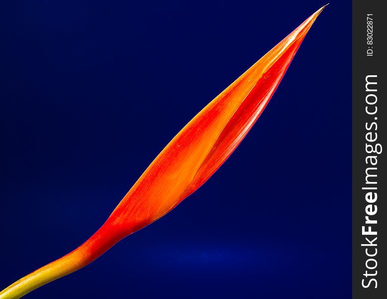 Red and Yellow Flower Bud