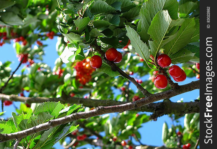 Red Cherry Fruit on Brown Tree Branch