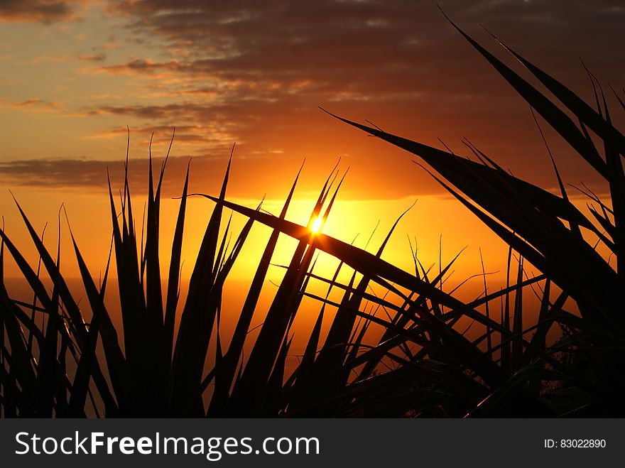 Silhouette Of Grass Under The Sepia Sky