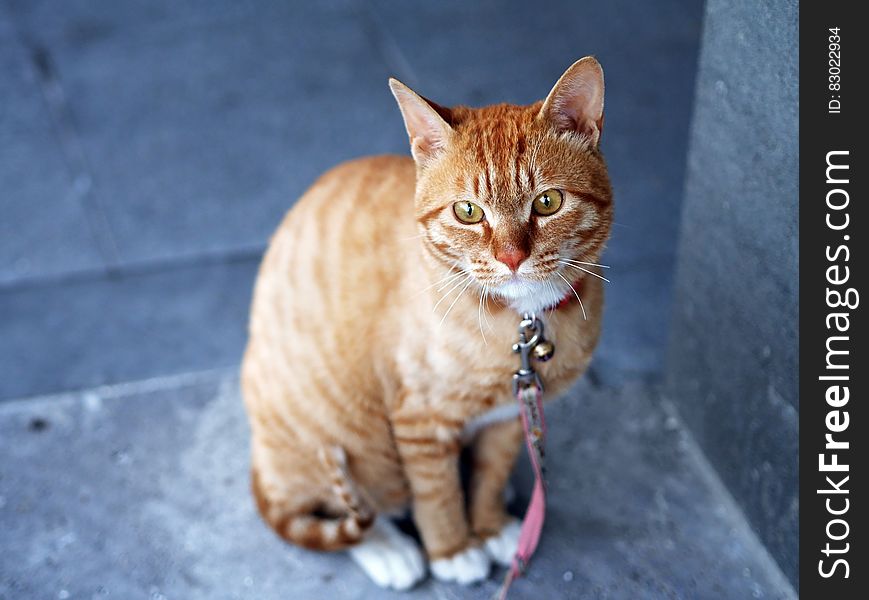 Orange Tabby Cat With Pink Leash