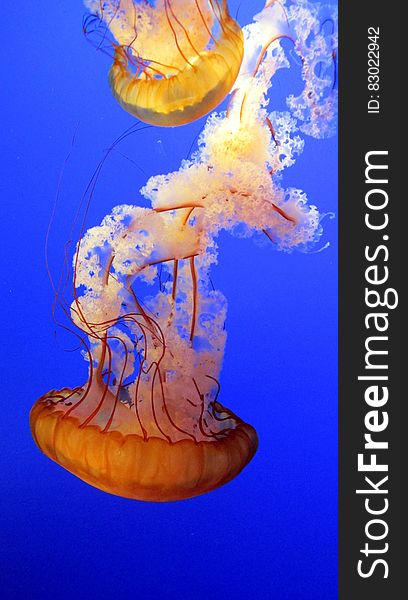 Closeup of two jellyfish swimming underwater in blue sea. Closeup of two jellyfish swimming underwater in blue sea.