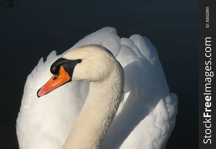 Portrait of a white swan with dark background.