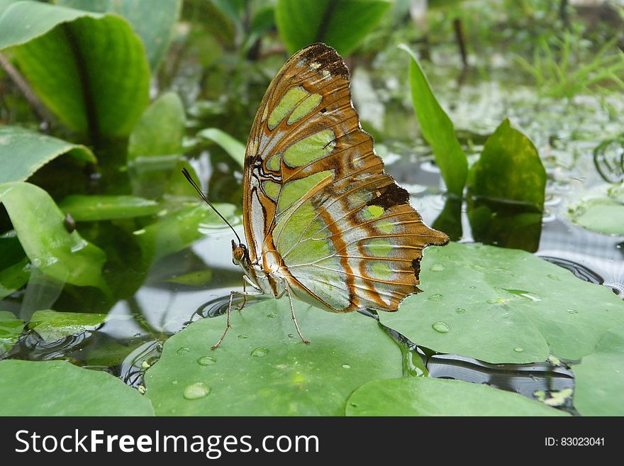 Butterfly On Lilypad