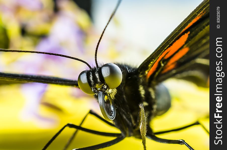 Black and Orange Butterfly