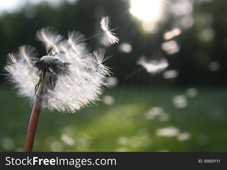 Dandelion seeds flying off the flower in the wind. Dandelion seeds flying off the flower in the wind.