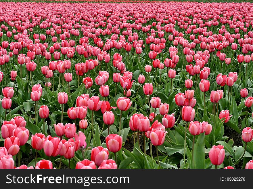 Pink Flowers