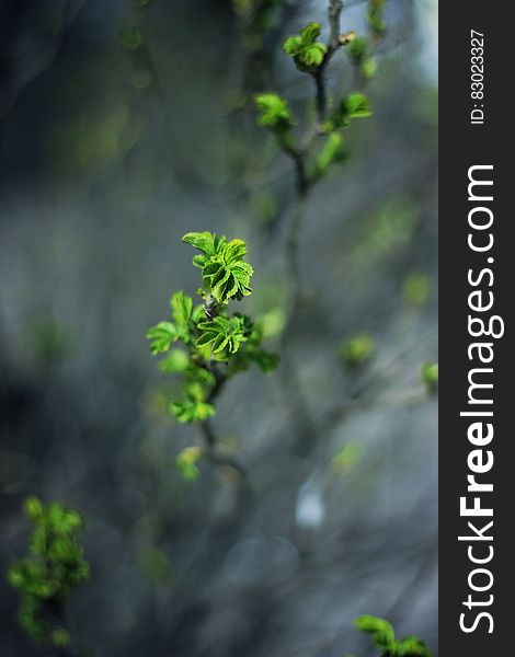 Close up of green leaves on branches in garden.