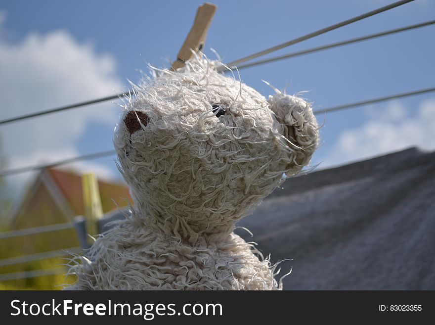 Teddy Bear On Clothesline