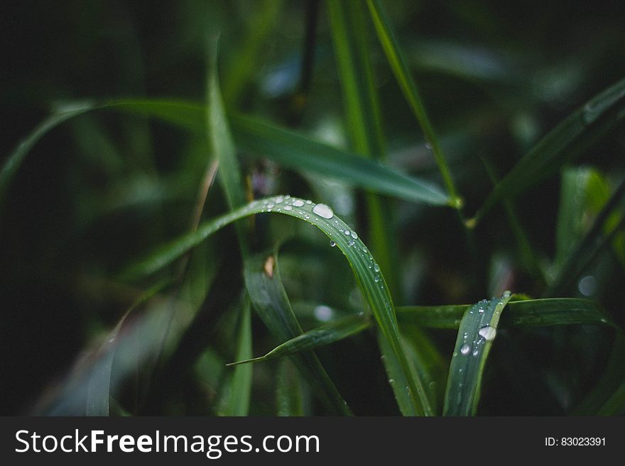 Close up of dew drops on green blades of grass. Close up of dew drops on green blades of grass.