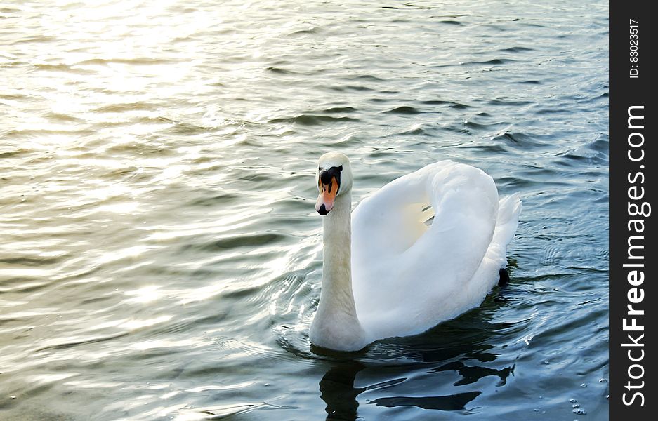 Portrait of adult white swan swimming on water on sunny day. Portrait of adult white swan swimming on water on sunny day.