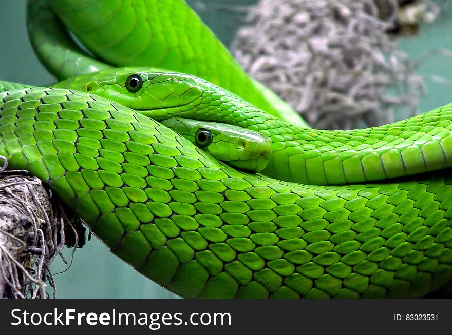 Close up of green snakes on branch.